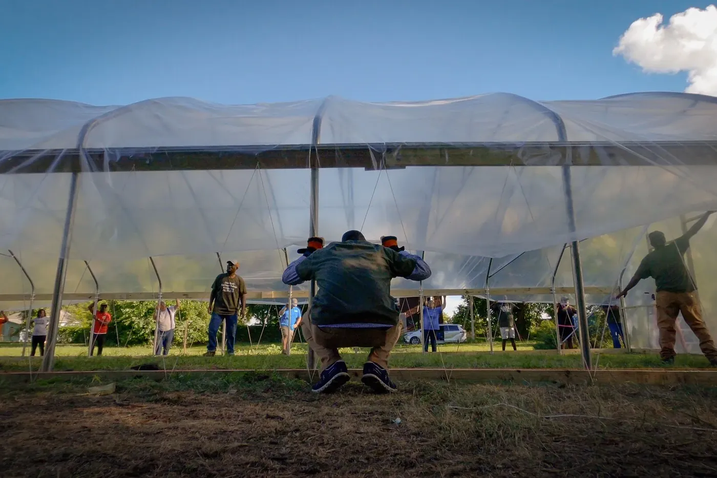 Volunteers raising plastic sheeting over a long greenhouse frame, seen from behind.