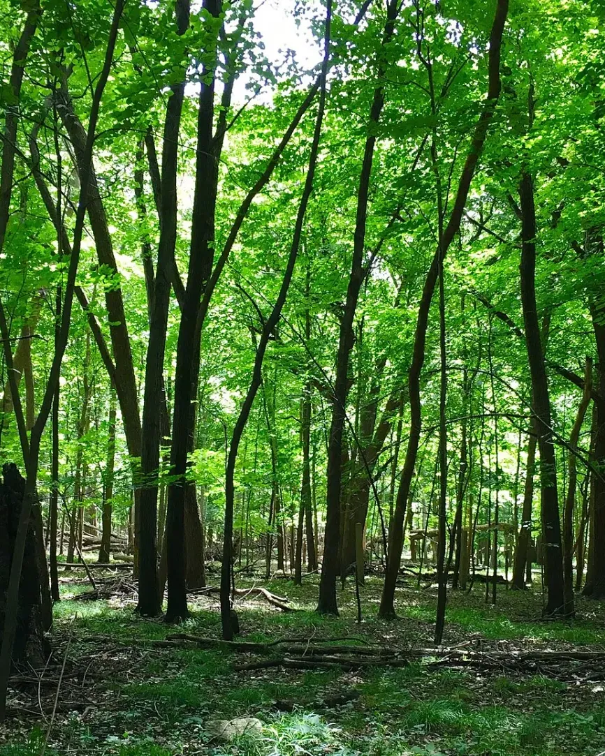 Tall, quiet stand of trees on Sans Souci Island in Waterloo.