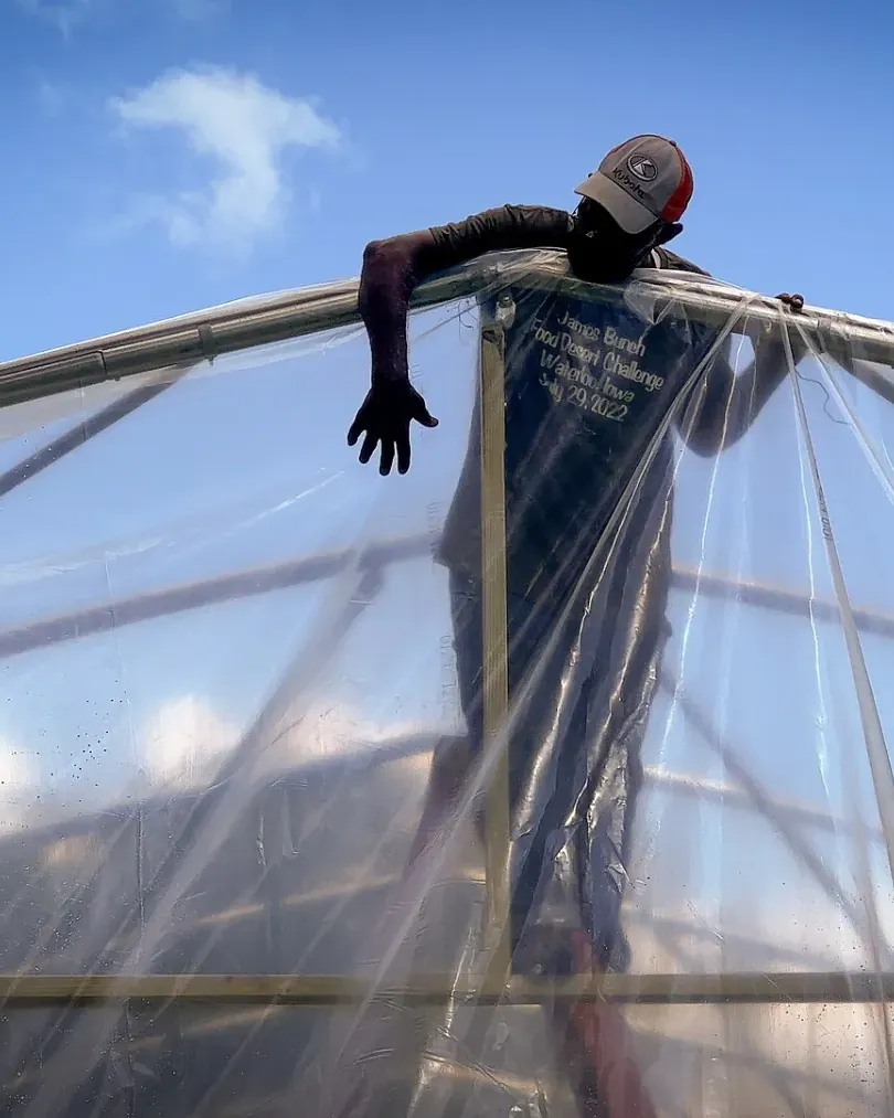 A volunteer at the top of an arched greenhouse frame against a blue sky, pulling plastic sheeting over it.